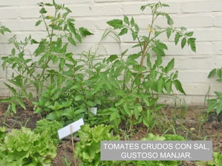 TOMATES CRUDOS CON SAL,
GUSTOSO MANJAR.
 