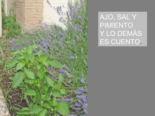 AJO, SAL Y
PIMIENTO
Y LO DEMÁS
ES CUENTO.
 