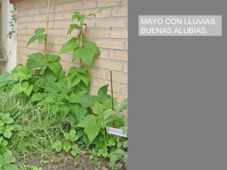 MAYO CON LLUVIAS,
BUENAS ALUBIAS.
 