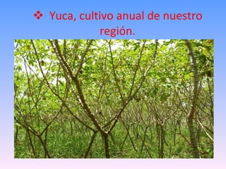 Yuca, cultivo anual de nuestro región. 