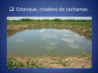Estanque, criadero de cachamas. 