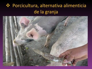 Porcicultura, alternativa alimenticia de la granja 