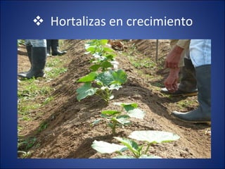 Hortalizas en crecimiento 