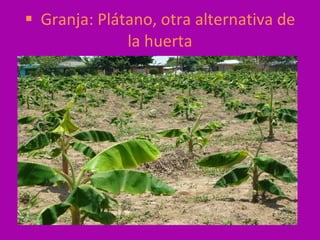 Granja: Plátano, otra alternativa de la huerta 