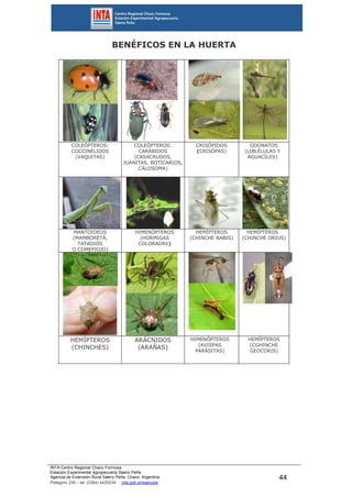 INTA Centro Regional Chaco Formosa
Estación Experimental Agropecuaria Sáenz Peña
Agencia de Extensión Rural Sáenz Peña. Chaco. Argentina.
Pellegrini 238 – tel. (0364) 4420234 inta.gob.ar/saenzpe
44
BENÉFICOS EN LA HUERTA
COLEÓPTEROS:
COCCINÉLIDOS
(VAQUITAS)
COLEÓPTEROS:
CARÁBIDOS
(CASACRUDOS,
JUANITAS, BOTICARIOS,
CALOSOMA)
CRISÓPIDOS
(CRISÓPAS)
ODONATOS
(LIBLÉLULAS Y
AGUACÍLES)
MANTOIDEOS
(MAMBORETÁ,
TATADIÓS
O COMEPIOJO)
HIMENÓPTEROS
(HORMIGAS
COLORADAS)
HEMÍPTEROS
(CHINCHE NABIS)
HEMÍPTEROS
(CHINCHE ORIUS)
HEMÍPTEROS
(CHINCHES)
ARÁCNIDOS
(ARAÑAS)
HIMENÓPTEROS
(AVISPAS
PARÁSITAS)
HEMÍPTEROS
(CGHINCHE
GEOCORIS)
 