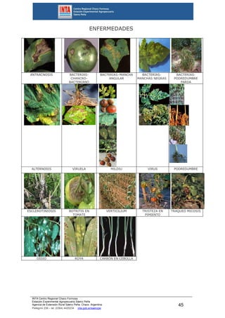 INTA Centro Regional Chaco Formosa
Estación Experimental Agropecuaria Sáenz Peña
Agencia de Extensión Rural Sáenz Peña. Chaco. Argentina.
Pellegrini 238 – tel. (0364) 4420234 inta.gob.ar/saenzpe
45
ENFERMEDADES
ANTRACNOSIS BACTERIAS-
CHANCRO-
BACTERIANO
BACTERIAS–MANCHA
ANGULAR
BACTERIAS-
MANCHAS NEGRAS
BACTERIAS-
PODREDUMBRE
PARDA
ALTERNOSIS VIRUELA MILDIU VIRUS PODREDUMBRE
ESCLEROTINIOSIS BOTRITIS EN
TOMATE
VERTICILIUM TRISTEZA EN
PIMIENTO
TRAQUEO MICOSIS
OÍDIO ROYA CARBÓN EN CEBOLLA
 