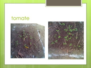 tomate
 