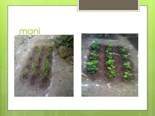 mani
 