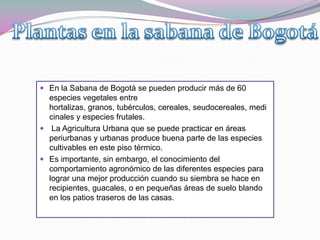  En la Sabana de Bogotá se pueden producir más de 60
  especies vegetales entre
  hortalizas, granos, tubérculos, cereales, seudocereales, medi
  cinales y especies frutales.
 La Agricultura Urbana que se puede practicar en áreas
  periurbanas y urbanas produce buena parte de las especies
  cultivables en este piso térmico.
 Es importante, sin embargo, el conocimiento del
  comportamiento agronómico de las diferentes especies para
  lograr una mejor producción cuando su siembra se hace en
  recipientes, guacales, o en pequeñas áreas de suelo blando
  en los patios traseros de las casas.
 
