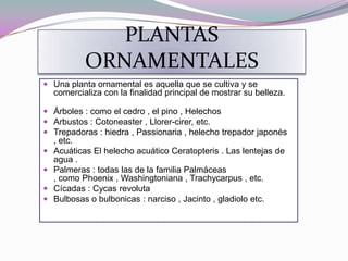 PLANTAS
          ORNAMENTALES
 Una planta ornamental es aquella que se cultiva y se
  comercializa con la finalidad principal de mostrar su belleza.

 Árboles : como el cedro , el pino , Helechos
 Arbustos : Cotoneaster , Llorer-cirer, etc.
 Trepadoras : hiedra , Passionaria , helecho trepador japonés
  , etc.
 Acuáticas El helecho acuático Ceratopteris . Las lentejas de
  agua .
 Palmeras : todas las de la familia Palmáceas
  , como Phoenix , Washingtoniana , Trachycarpus , etc.
 Cícadas : Cycas revoluta
 Bulbosas o bulbonicas : narciso , Jacinto , gladiolo etc.
 