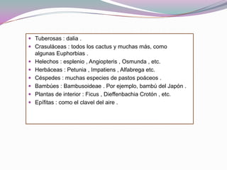  Tuberosas : dalia .
 Crasuláceas : todos los cactus y muchas más, como
    algunas Euphorbias .
   Helechos : esplenio , Angiopteris , Osmunda , etc.
   Herbáceas : Petunia , Impatiens , Alfabrega etc.
   Céspedes : muchas especies de pastos poáceos .
   Bambúes : Bambusoideae . Por ejemplo, bambú del Japón .
   Plantas de interior : Ficus , Dieffenbachia Crotón , etc.
   Epífitas : como el clavel del aire .
 