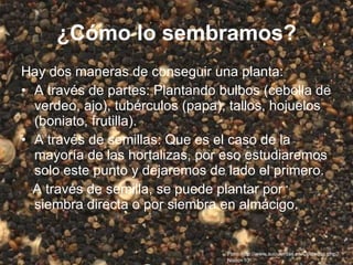 ¿Cómo lo sembramos? Hay dos maneras de conseguir una planta: A través de partes: Plantando bulbos (cebolla de verdeo, ajo), tubérculos (papa), tallos, hojuelos (boniato, frutilla). A través de semillas: Que es el caso de la mayoría de las hortalizas, por eso estudiaremos solo este punto y dejaremos de lado el primero. A través de semilla, se puede plantar por siembra directa o por siembra en almácigo. Foto:  http://www.suculentas.es/Cuidados.php?Nodo=10 