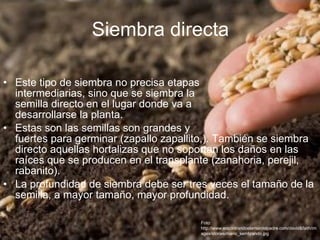 Siembra directa Este tipo de siembra no precisa etapas  intermediarias, sino que se siembra la  semilla directo en el lugar donde va a  desarrollarse la planta. Estas son las semillas son grandes y  fuertes para germinar (zapallo zapallito,). También se siembra directo aquellas hortalizas que no soportan los daños en las raíces que se producen en el transplante (zanahoria, perejil, rabanito). La profundidad de siembra debe ser tres veces el tamaño de la semilla, a mayor tamaño, mayor profundidad. Foto:  http://www.encontrandoelamordelpadre.com/david&faith/images/stories/mano_sembrando.jpg 
