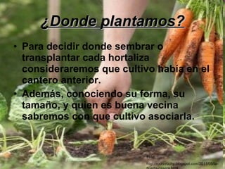 ¿Donde plantamos? Para decidir donde sembrar o transplantar cada hortaliza consideraremos que cultivo había en el cantero anterior.  Además, conociendo su forma, su tamaño, y quien es buena vecina sabremos con que cultivo asociarla. Foto: http://rochi-rochy.blogspot.com/2011/05/la-huerta-casera.html 