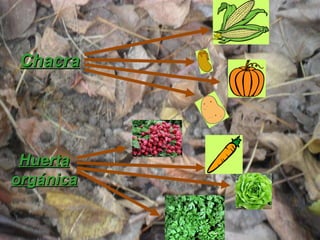 Chacra Huerta orgánica 
