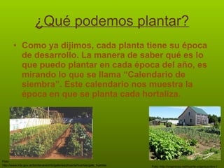 ¿Qué podemos plantar? Como ya dijimos, cada planta tiene su época de desarrollo. La manera de saber qué es lo que puedo plantar en cada época del año, es mirando lo que se llama “Calendario de siembra”. Este calendario nos muestra la época en que se planta cada hortaliza. Foto:  http://www.inta.gov.ar/bordenave/info/galerias/phuerta/huertas/gale_huertas.htm Foto:  http://organicsa.net/huerta-organica.htm-1 