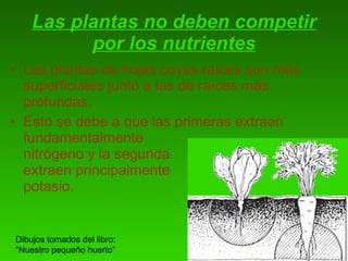 Las plantas no deben competir por los nutrientes <ul><li>Las plantas de hojas cuyas raíces son más superficiales junto a l...