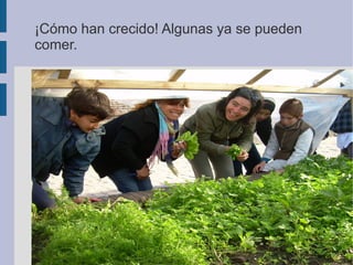 ¡Cómo han crecido! Algunas ya se pueden
comer.