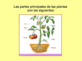 Las partes principales de las plantas
         son las siguientes:
 