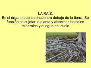 LA RAÍZ:
Es el órgano que se encuentra debajo de la tierra. Su
   función es sujetar la planta y absorber las sales
            minerales y el agua del suelo




                          .
 