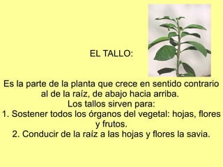 EL TALLO:


Es la parte de la planta que crece en sentido contrario
          al de la raíz, de abajo hacia arriba.
                  Los tallos sirven para:
1. Sostener todos los órganos del vegetal: hojas, flores
                          y frutos.
   2. Conducir de la raíz a las hojas y flores la savia.
 