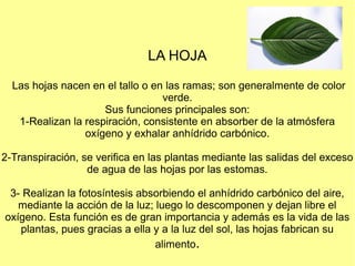 LA HOJA

  Las hojas nacen en el tallo o en las ramas; son generalmente de color
                                  verde.
                     Sus funciones principales son:
   1-Realizan la respiración, consistente en absorber de la atmósfera
                 oxígeno y exhalar anhídrido carbónico.

2-Transpiración, se verifica en las plantas mediante las salidas del exceso
                  de agua de las hojas por las estomas.

 3- Realizan la fotosíntesis absorbiendo el anhídrido carbónico del aire,
   mediante la acción de la luz; luego lo descomponen y dejan libre el
oxígeno. Esta función es de gran importancia y además es la vida de las
   plantas, pues gracias a ella y a la luz del sol, las hojas fabrican su
                                 alimento.
 