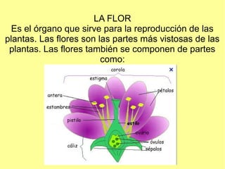 LA FLOR
  Es el órgano que sirve para la reproducción de las
plantas. Las flores son las partes más vistosas de las
 plantas. Las flores también se componen de partes
                         como:
 