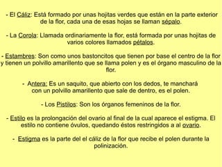 - El Cáliz: Está formado por unas hojitas verdes que están en la parte exterior
               de la flor, cada una de esas hojas se llaman sépalo.

  - La Corola: Llamada ordinariamente la flor, está formada por unas hojitas de
                        varios colores llamados pétalos.

- Estambres: Son como unos bastoncitos que tienen por base el centro de la flor
y tienen un polvillo amarillento que se llama polen y es el órgano masculino de la
                                         flor.

        - Antera: Es un saquito, que abierto con los dedos, te manchará
           con un polvillo amarillento que sale de dentro, es el polen.

               - Los Pistilos: Son los órganos femeninos de la flor.

  - Estilo es la prolongación del ovario al final de la cual aparece el estigma. El
        estilo no contiene óvulos, quedando éstos restringidos a al ovario.

    - Estigma es la parte del el cáliz de la flor que recibe el polen durante la
                                   polinización.
 