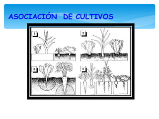 ASOCIACIÓN DE CULTIVOS
 