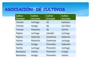 ASOCIACIÓN DE CULTIVOS
    Cultivo     Cultivo    Cultivo     Cultivo
    Principal   Asociado   Principal   Asociado
    Tomate      Lechuga    Ají         Espinaca
    Tomate      Acelga     Ají         Col china
    Tomate      Rabanito   Ají         Vainita
    Pepino      Lechuga    Cebollín    Lechuga
    Pepino      Rabanito   Zanahoria   Rabanito
    Vainita     Rabanito   Zanahoria   Lechuga
    Vainita     Acelga     Pimentón    Rabanito
    Vainita     Lechuga    Pimentón    Lechuga
    Berenjena   Vainita    Pimentón    Acelga
    Berenjena   Acelga     Pimentón    Vainita
 