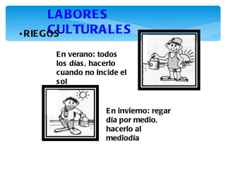 LA B ORE S
       C ULTURA LE S
• RIE GOS

      E n verano: todos
      los días , hacerlo
      cuando no incide el
      s ol


                   E n invierno: regar
                   día por medio,
                   hacerlo al
                   mediodía
 