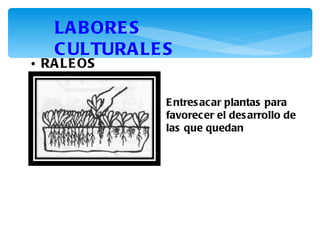 LA B ORE S
   C ULTURA LE S
• RA LE OS

               E ntres acar plantas para
               favorecer el des arrollo de
               las que quedan
 
