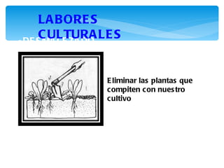 LA B ORE S
      C ULTURA LE S
• DE S MA LE ZA DO



                E liminar las plantas que
                compiten con nues tro
                cultivo
 