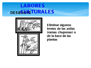 LA B ORE S
•   DE S BC ULTURA LE S
          ROTE


                   E liminar algunos
                   brotes de las axilas
                   (ramas chuponas ) o
                   de la bas e de las
                   plantas
 