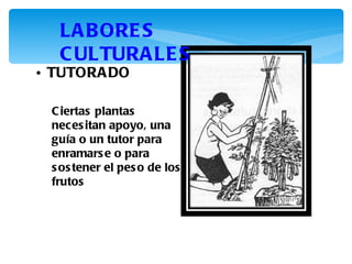 LA B ORE S
  C ULTURA LE S
• TUTORA DO

 C iertas plantas
 neces itan apoyo, una
 guía o un tutor para
 enramars e o para
 s os tener el pes o de los
 frutos
 