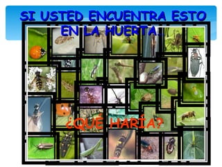 SI USTED ENCUENTRA ESTO
     EN LA HUERTA…




     ¿QUÉ HARÍA?
 