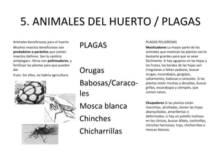 5. ANIMALES DEL HUERTO / PLAGAS
                                           PLAGAS
Animales beneficiosos para el huerto                         PLAGAS PELIGROSAS
Muchos insectos beneficiosos son                             Masticadores La mayor parte de los
predadores o parásitos que comen                             animales que mastican las plantas son lo
insectos dañinos. Son la «policía                            bastante grandes para que se vean
antiplagas». Otros son polinizadores, y                      fácilmente. Si hay agujeros en las hojas y
fertilizan las plantas para que puedan                       los frutos, los bordes de las hojas son
dar
fruto. Sin ellos, no habría agricultura.
                                           Orugas            irregulares o faltan pedazos, buscar
                                                             orugas, escarabajos, gorgojos,
                                                             saltamontes, babosas y caracoles. Si las
                                           Babosas/Caraco-   plantas están mustias y decaídas, buscar
                                                             grillos, escarabajos y ciempiés, que
                                           les               comen raíces.



                                           Mosca blanca
                                                             Chupadores Si las plantas están
                                                             marchitas, atrofiadas, tienen las hojas
                                                             abarquilladas, amarillentas o

                                           Chinches          deformadas; si hay un polvillo mohoso
                                                             en los cítricos, buscar áfidos, cochinillas,
                                                             chinches harinosas, trips, chicharrillas o

                                           Chicharrillas     moscas blancas.
 