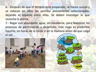 6.- Después de que el terreno está preparado, se hacen surcos y
se colocan en ellos las semillas previamente seleccionadas,
dejando el espacio entre ellas. Se deben investigar lo que
necesita la planta.
7.- Regar con abundante agua, sin excederse, para favorecer los
procesos de germinación y desarrollo. Este riego es preferible
hacerlo, en horas de la tarde o en la mañana antes de que salga
el sol.
 