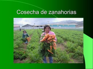 Cosecha de zanahorias
 