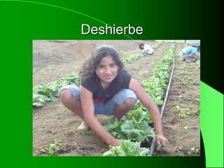Deshierbe
 