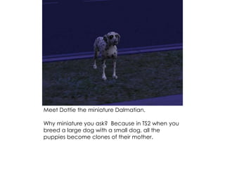 Meet Dottie the miniature Dalmatian.
Why miniature you ask? Because in TS2 when you
breed a large dog with a small dog, all the
puppies become clones of their mother.
 