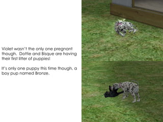 Violet wasn’t the only one pregnant
though. Dottie and Bisque are having
their first litter of puppies!
It’s only one puppy this time though, a
boy pup named Bronze.
 