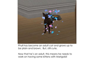 Phyll has become an adult cat and grows up to
be plain and brown. But, still cute.
Now that he’s an adult, this means he needs to
work on having some kittens with Marigold!
 