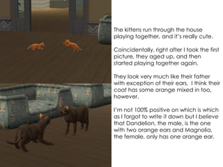 The kittens run through the house
playing together, and it’s really cute.
Coincidentally, right after I took the first
picture, they aged up, and then
started playing together again.
They look very much like their father
with exception of their ears. I think their
coat has some orange mixed in too,
however.
I’m not 100% positive on which is which
as I forgot to write it down but I believe
that Dandelion, the male, is the one
with two orange ears and Magnolia,
the female, only has one orange ear.
 