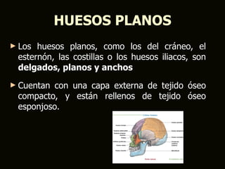 HUESOS PLANOS
► Los huesos planos, como los del cráneo, el
 esternón, las costillas o los huesos iliacos, son
 delgados, planos y anchos
► Cuentan con una capa externa de tejido óseo
 compacto, y están rellenos de tejido óseo
 esponjoso.
 