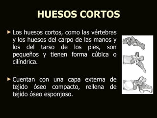 HUESOS CORTOS
► Los huesos cortos, como las vértebras
 y los huesos del carpo de las manos y
 los del tarso de los pies, son
 pequeños y tienen forma cúbica o
 cilíndrica.

► Cuentan  con una capa externa de
 tejido óseo compacto, rellena de
 tejido óseo esponjoso.
 