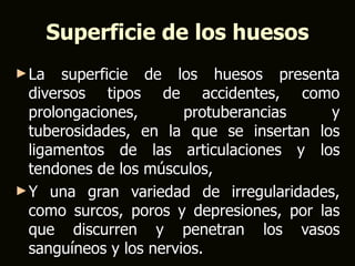 Superficie de los huesos
► La   superficie de los huesos presenta
  diversos tipos de accidentes, como
  prolongaciones,       protuberancias    y
  tuberosidades, en la que se insertan los
  ligamentos de las articulaciones y los
  tendones de los músculos,
► Y una gran variedad de irregularidades,
  como surcos, poros y depresiones, por las
  que discurren y penetran los vasos
  sanguíneos y los nervios.
 