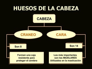 HUESOS DE LA CABEZA
                   CABEZA



    CRANEO                   CARA


Son 8                                    Son 14


  Forman una caja           Los más importantes
   resistente para           son los MAXILARES
 proteger el cerebro    Utilizados en la masticación
 