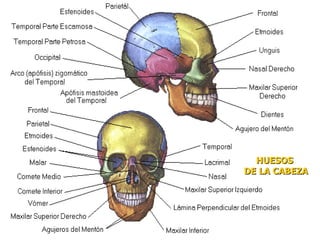 HUESOS
DE LA CABEZA
 