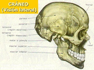 CRÁNEO
(Visión lateral)




Frontal, Nasal, Parietal, Occipital, Temporal,
Maxilar superior e inferior, Malar o pómulo
 